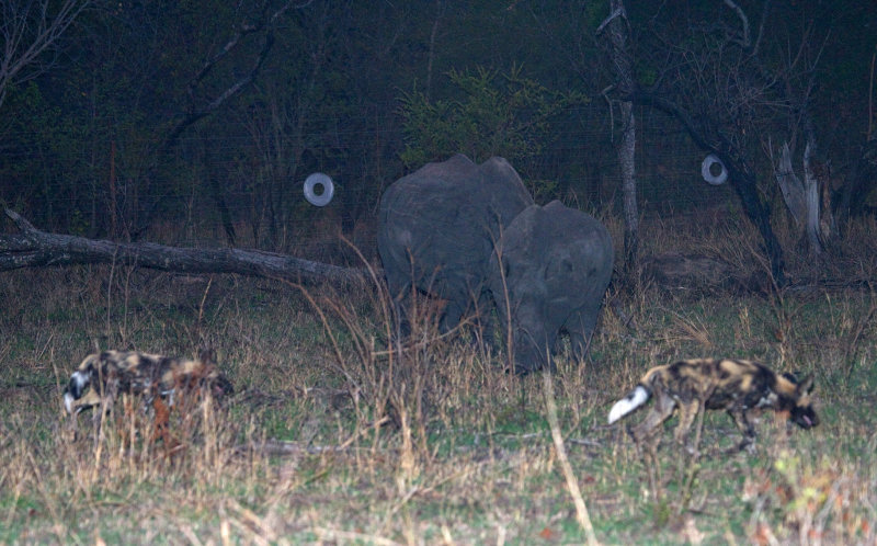 Night Hunting - past the Rhinos