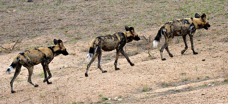 Wild Dogs on the move