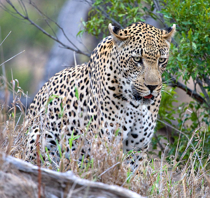 Male Leopard Hunting 3