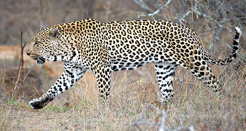 Male Leopard Hunting 4
