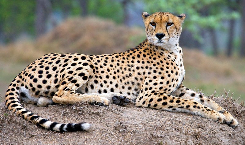 Male Cheetah