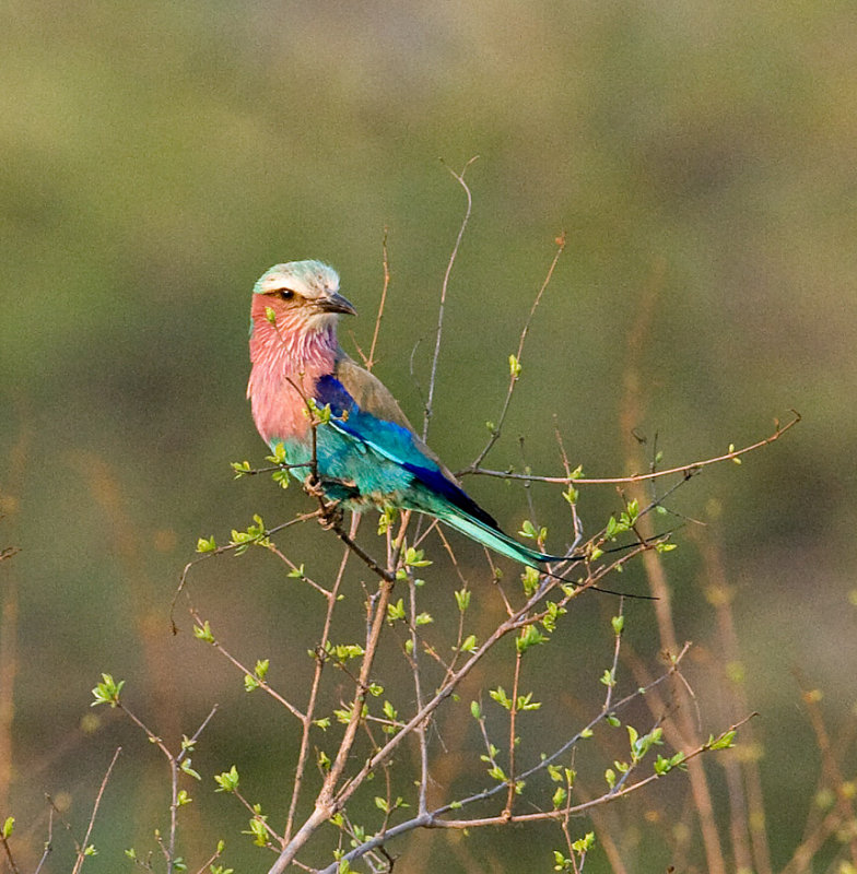 Lilac-breasted Roller