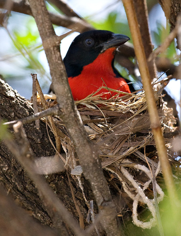 Crimson-breasted Shrike on nest