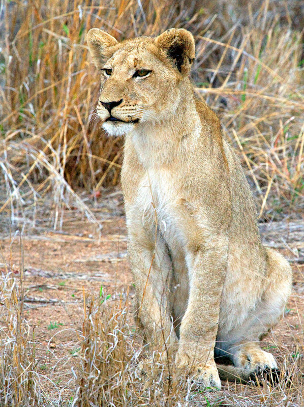 Watchful Female