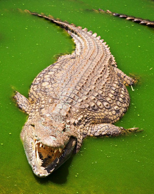 Nile crocodile