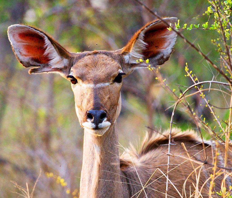 Kudu Cow