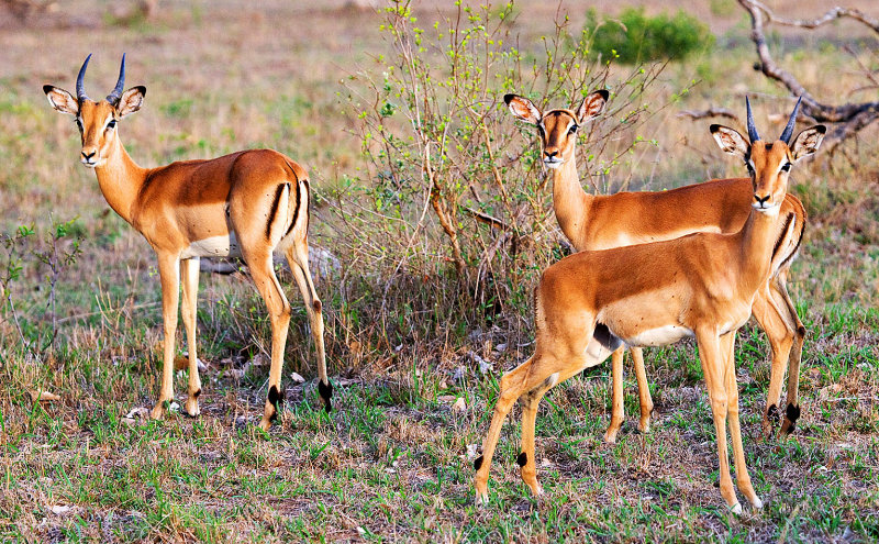 Impala