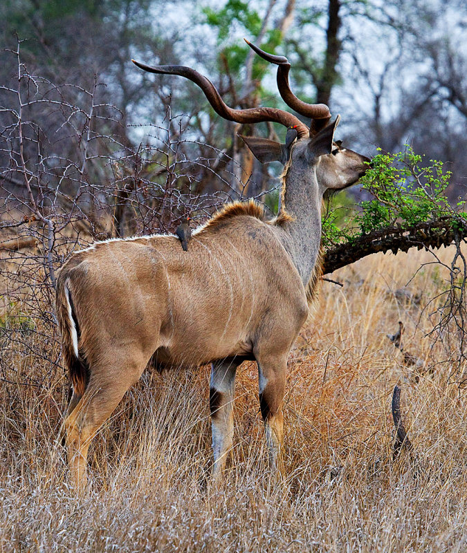 Kudu Bull