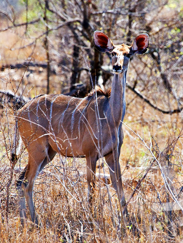 Kudu Cow on Leopard watch