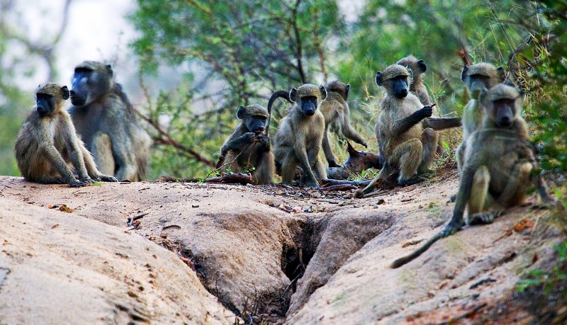 Baboon Troop