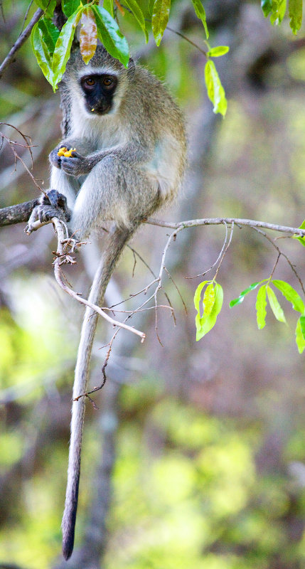 Vervet Monkey - Juvenile