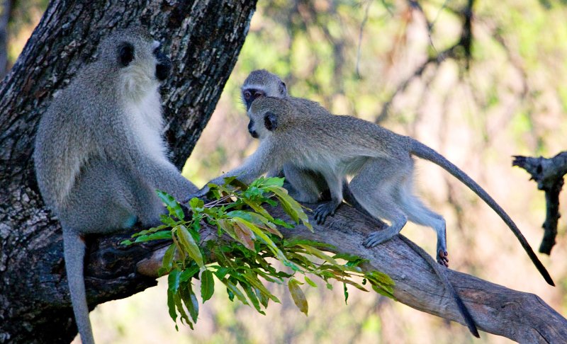 Vervet Monkeys