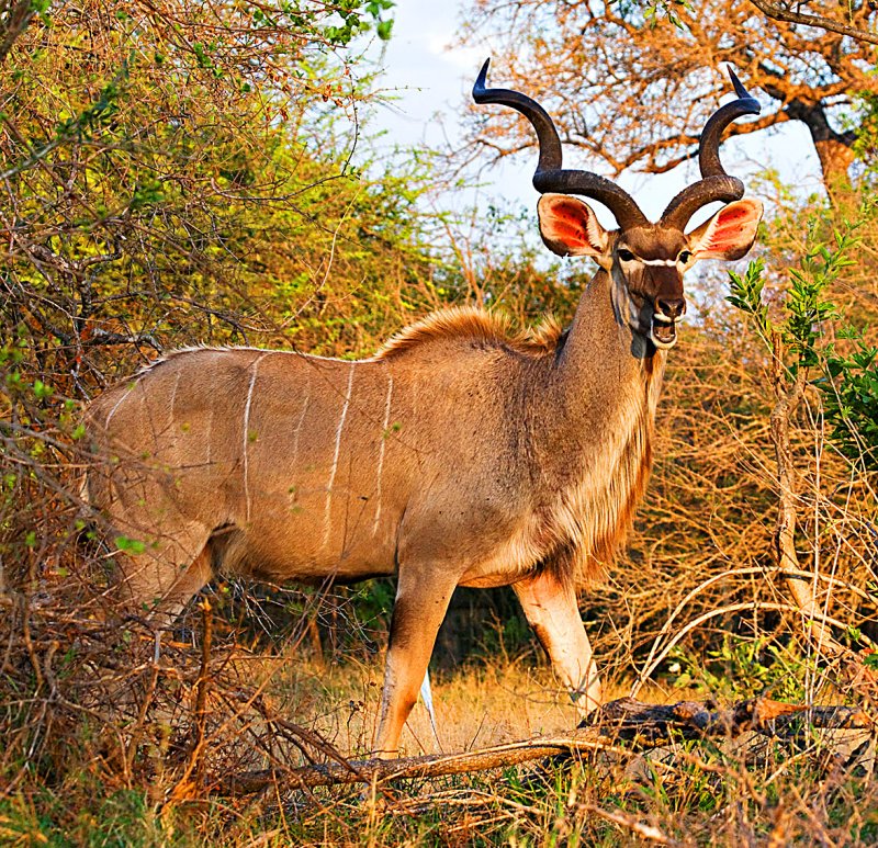 Kudu Bull