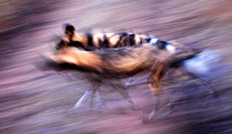 Wild Dogs Hunting at night