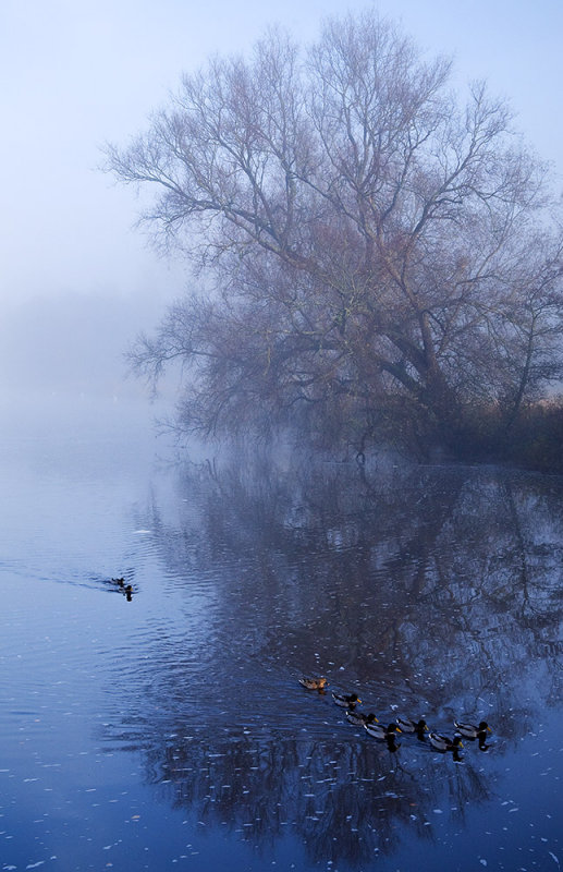 Foggy Ducks