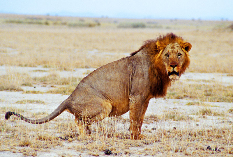 Amboseli Male