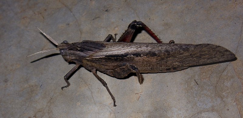 Grasshopper, Limpopo