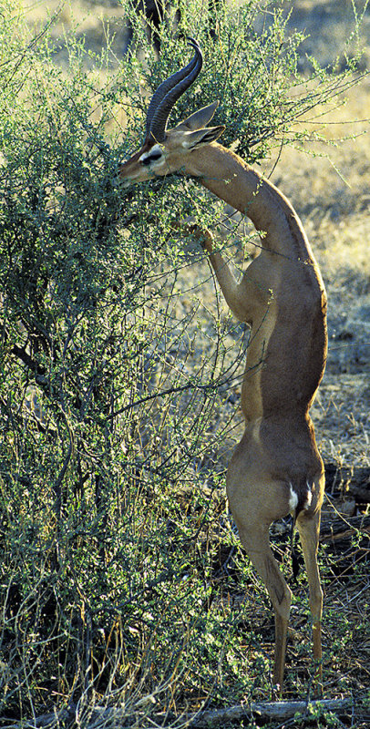 Male Gerenuk Browsing