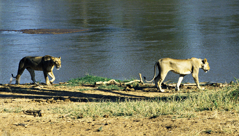 Dusk Hunting, Samburu