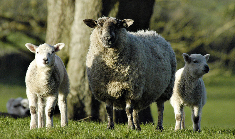 Cross-breed Ewe with twin lambs