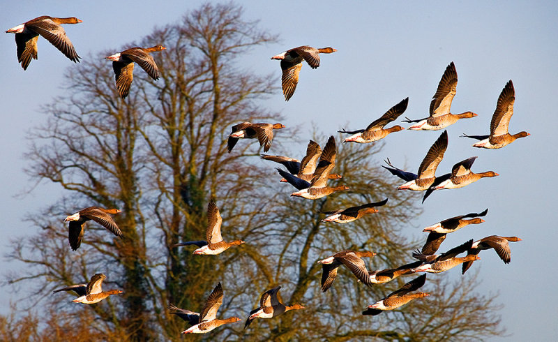 Greylags on the wing