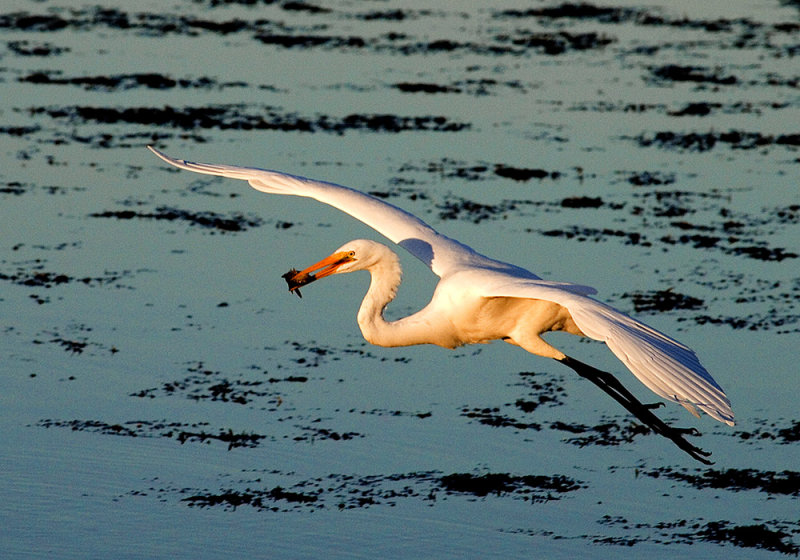 Dawn Great White Egret