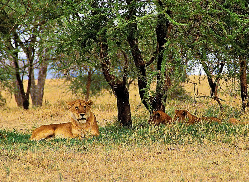 Lioness with Cubs