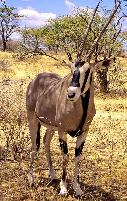 Oryx in shade