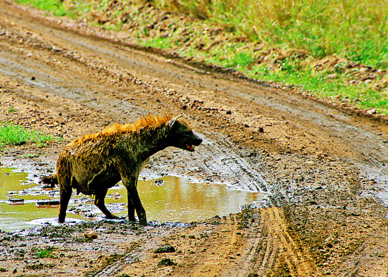 Spotted Hyena Female