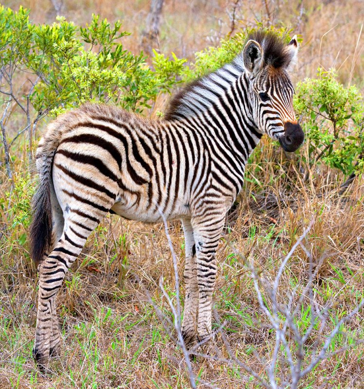 Zebra Foal