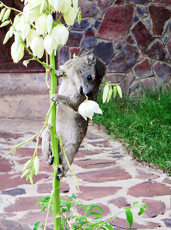 Hyrax Stealing Flowers