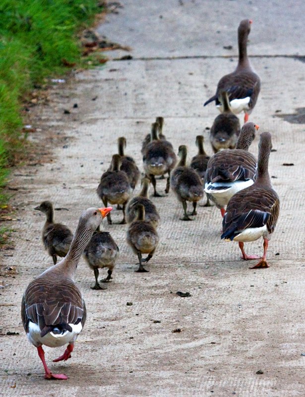 Wild Goose Family