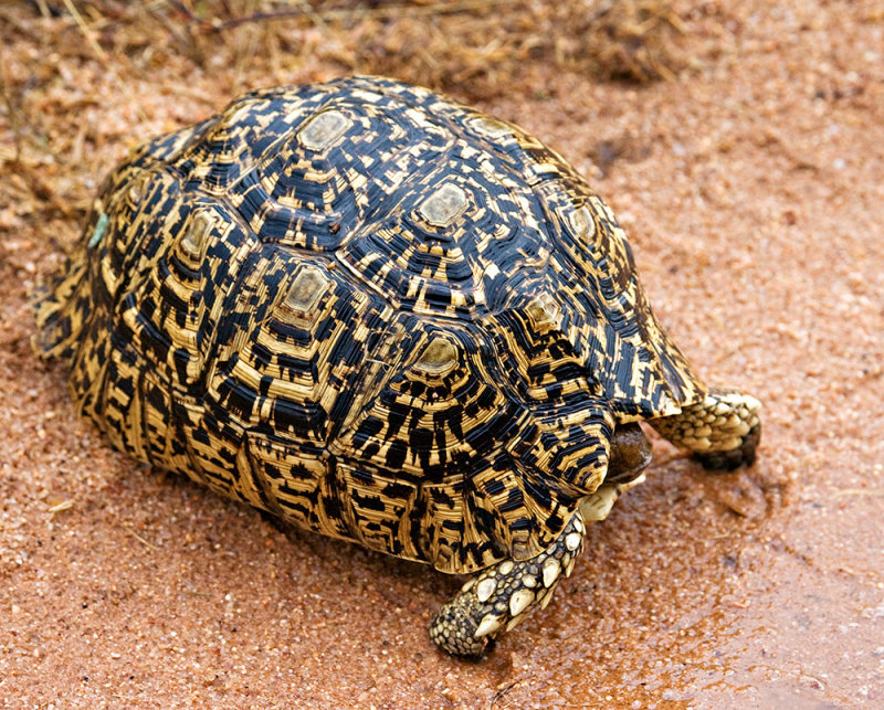 Leopard Tortoise - Small 5