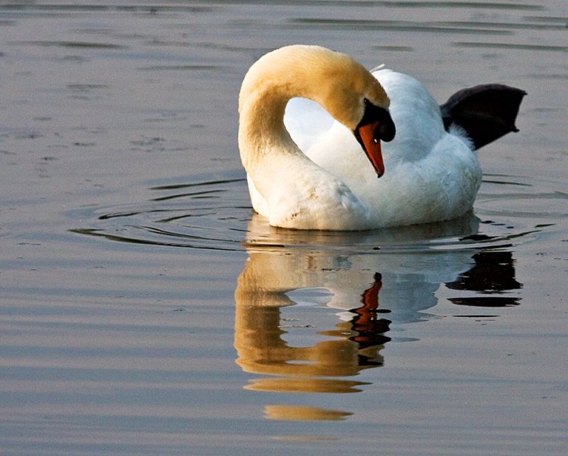 Swan Reflection