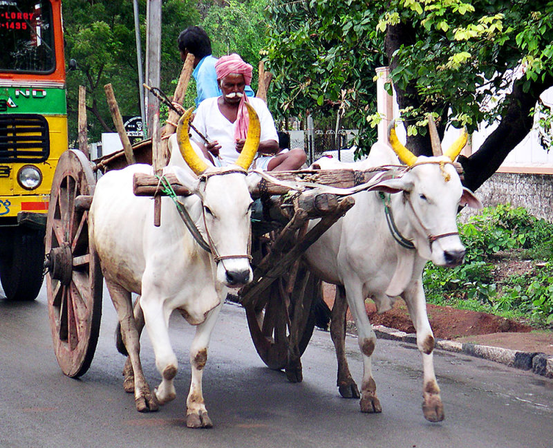 25-Jun ... Bullock Cart, Hyderabad