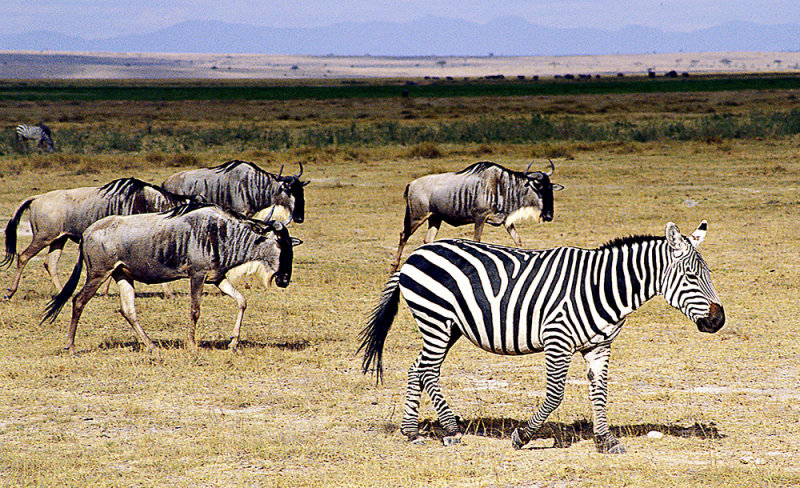 Zebra & Wildebeest