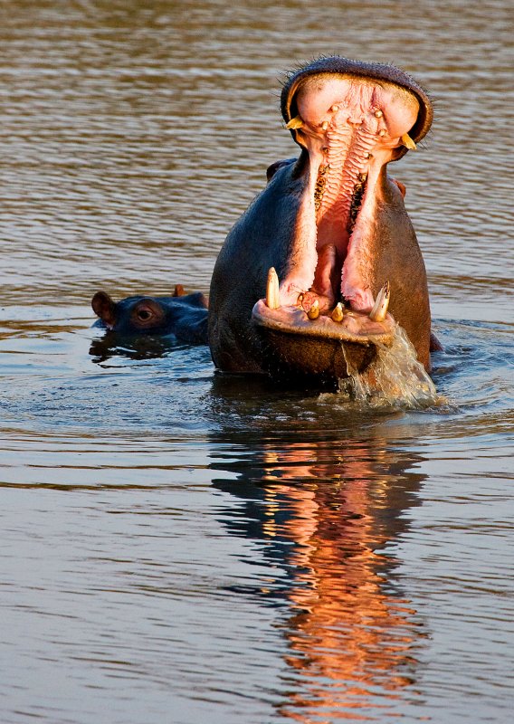 Irate Mother Hippo