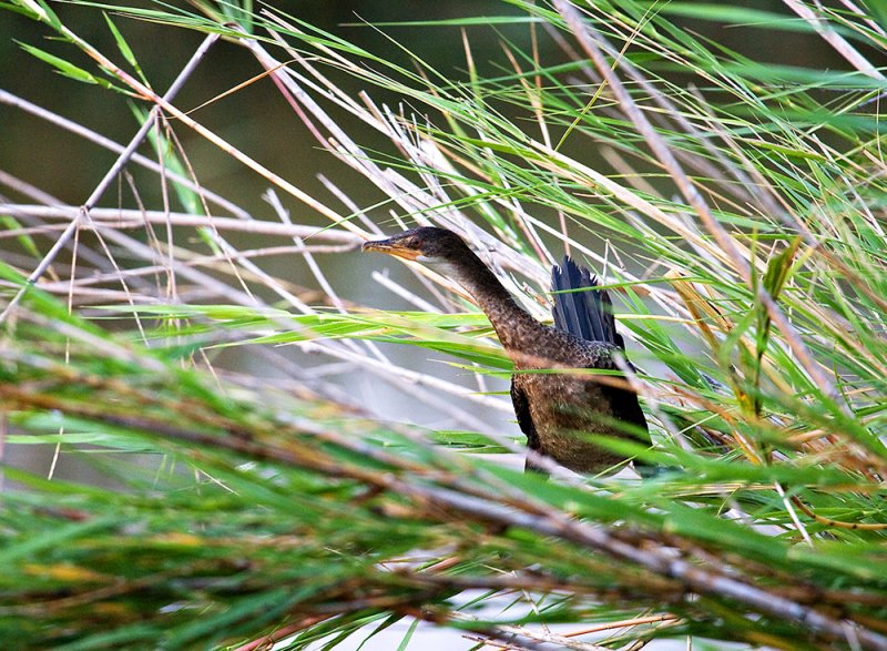 Reed Cormorant  (Phalacrocorax africanus)