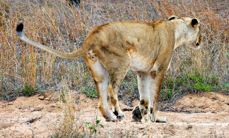 Injured Lioness 2