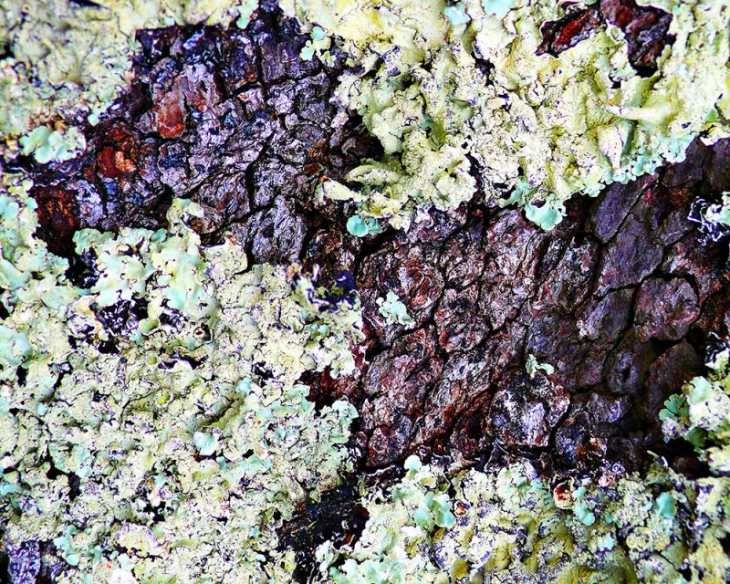 Lichen on Tree Bark