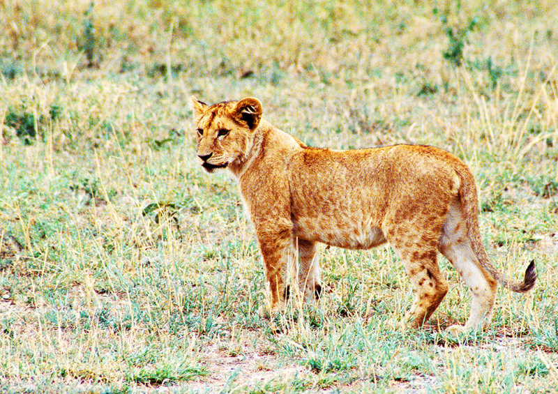 Half-grown Cub, Serengeti