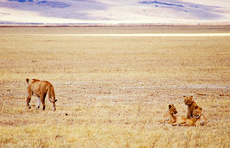 Lioness + 3 cubs