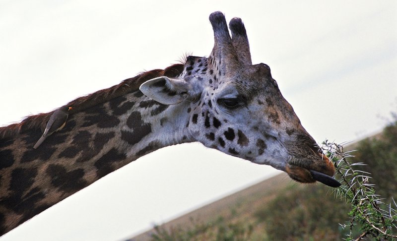 Giraffe + Oxpecker