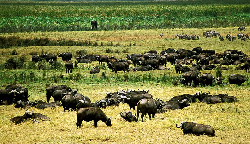 Ngorongoro Buffalo Herd
