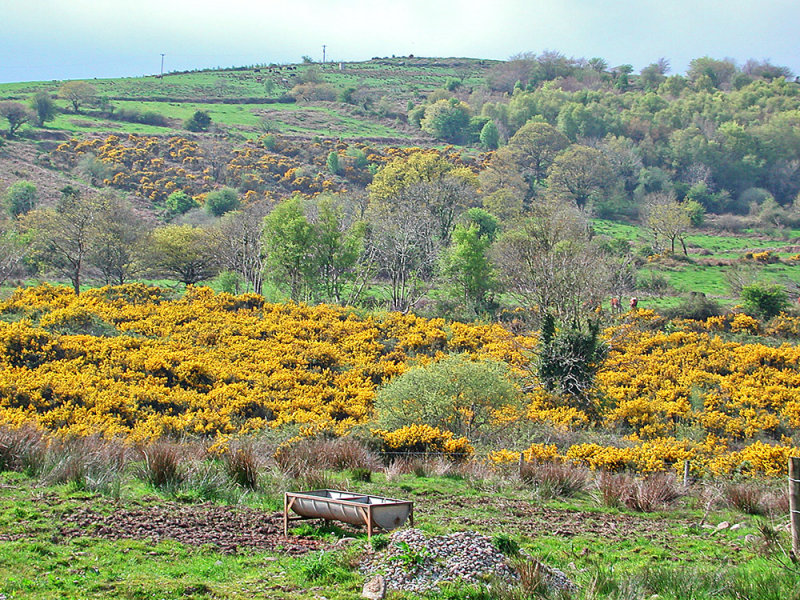 Clare Countryside