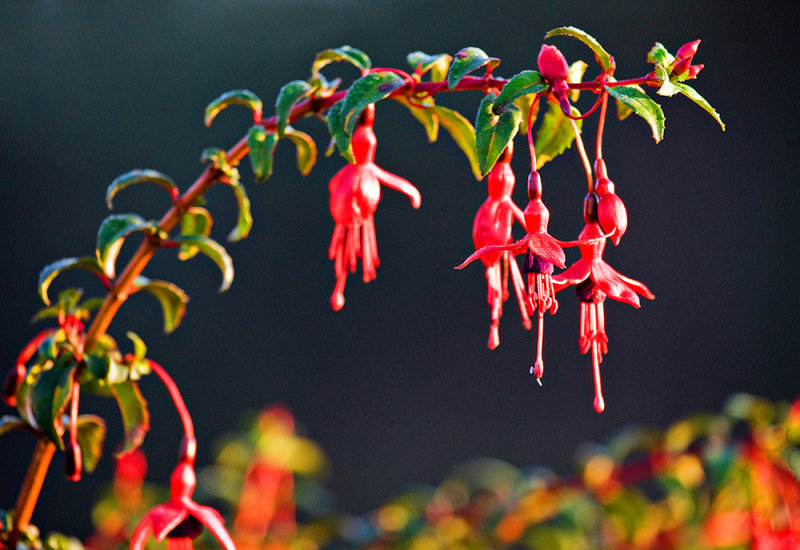 Wild Fuchsia