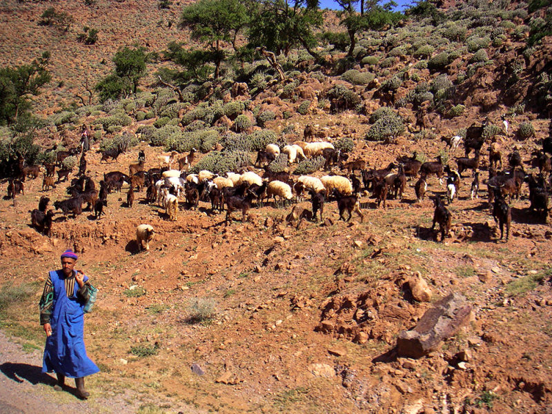 Goat Herd