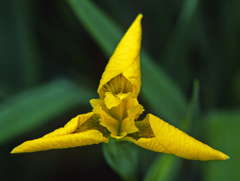 Yellow Flag Iris (Iris Pseudacorus)