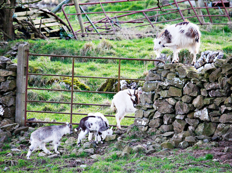 Goats, Gates & Walls