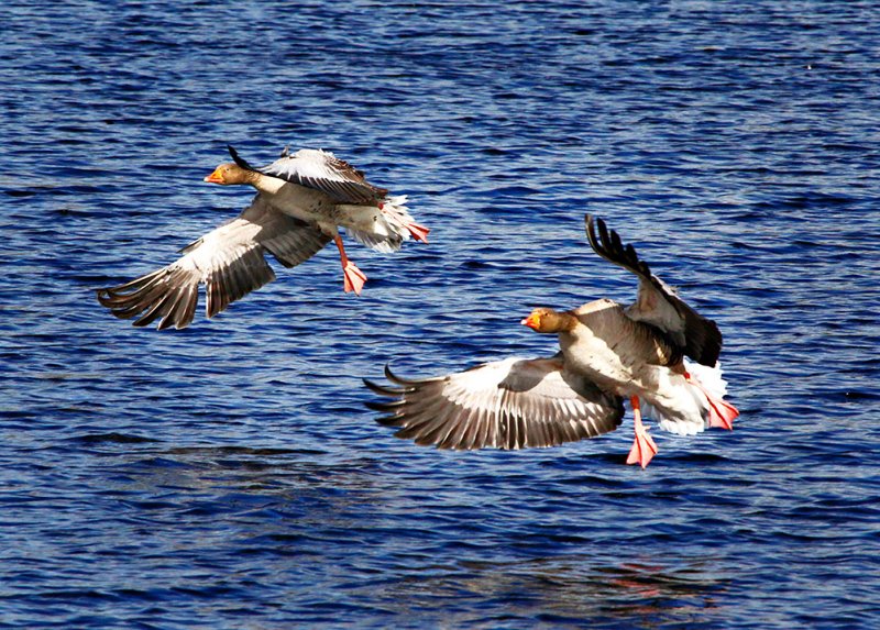 Geese Landing